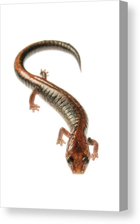 Salamander Canvas Print featuring the photograph Four-toed Salamander by Teresa Zgoda