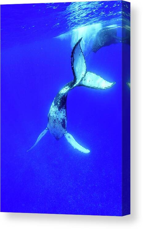 Humpback Whale Canvas Print featuring the photograph Humpback Whale #7 by Christopher Swann/science Photo Library