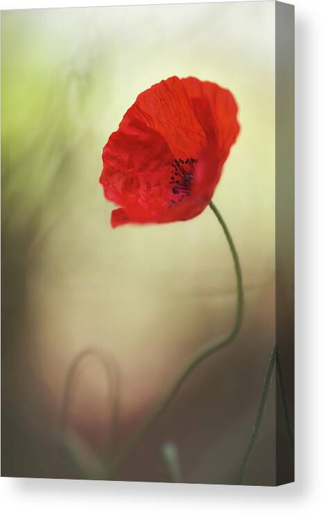 Poppy Canvas Print featuring the photograph Untitled #7 by Keren Or
