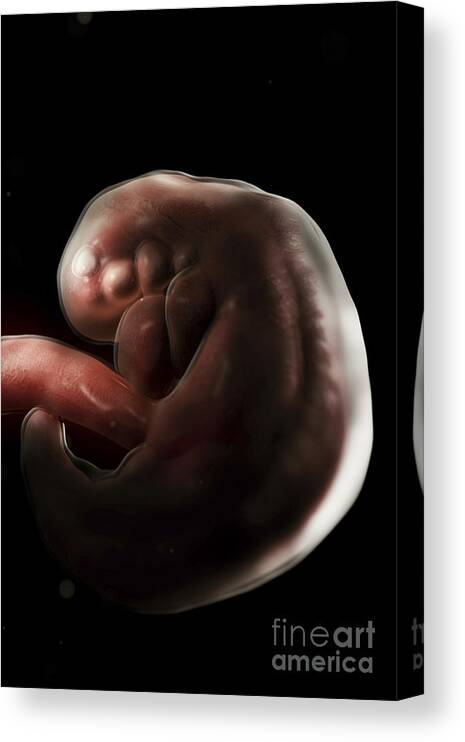 Pregnant Canvas Print featuring the photograph Embryo Development Week 6 #8 by Science Picture Co