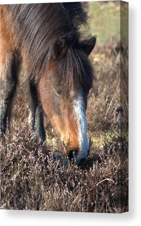 New Forest Pony Canvas Print featuring the photograph New Forest Pony #8 by Chris Day