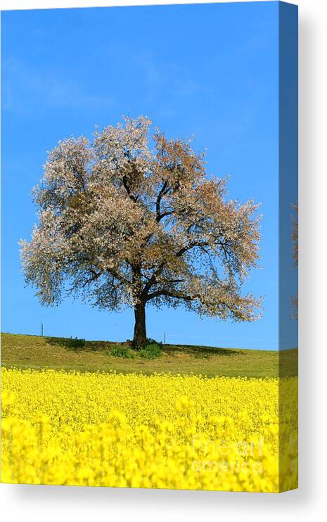  Agriculture Canvas Print featuring the photograph A blooming lone Tree in Spring with canolas in front by Amanda Mohler