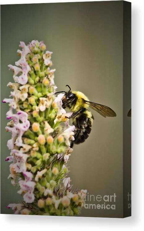 Bee Canvas Print featuring the photograph A Bumble Bee Working by Ms Judi