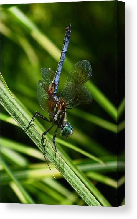 A Dragonfly Canvas Print featuring the photograph A Dragonfly by Raymond Salani III
