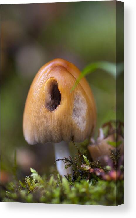 Brown Canvas Print featuring the photograph A Fairytale Mushroom by Sarah Crites