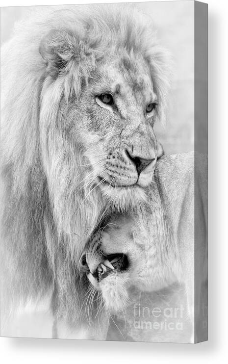 Lions Canvas Print featuring the photograph A Little Loving #2 by Linda D Lester