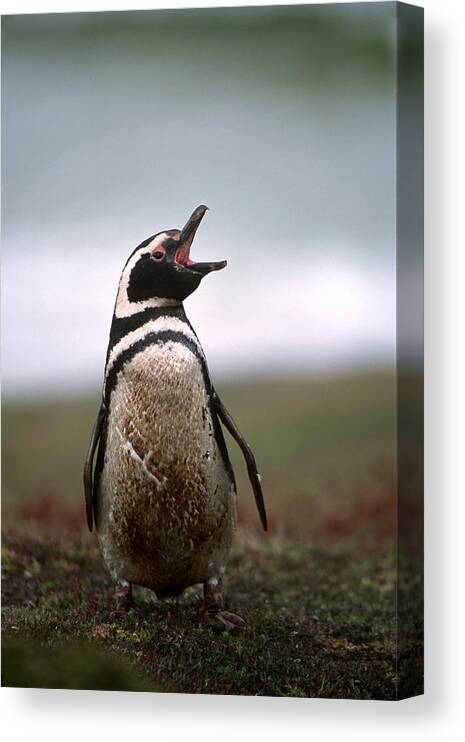 Antarctic Canvas Print featuring the photograph A Magellanic Penguin Calls by Kevin Moloney