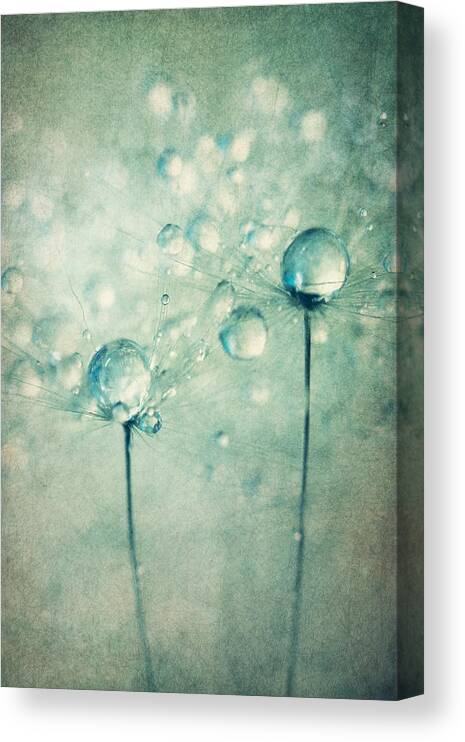 Dandelion Canvas Print featuring the photograph A Pair of Sparkles by Sharon Johnstone