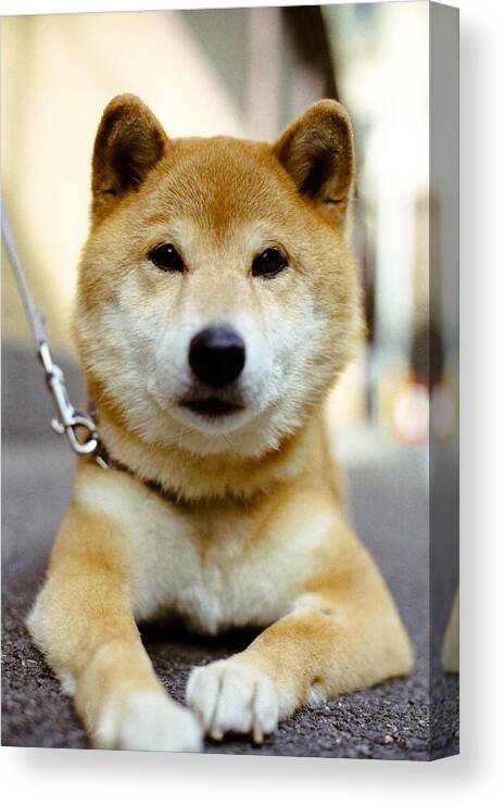 Pets Canvas Print featuring the photograph A Shiba Inu dog by masahiro Makino