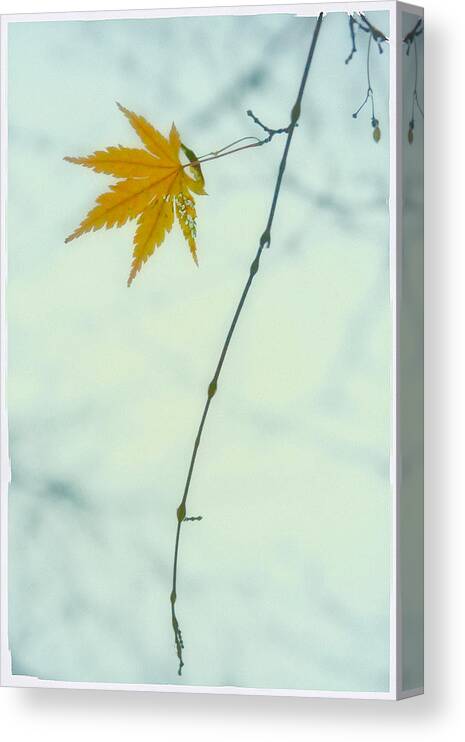 Fall Canvas Print featuring the photograph A Single Leaf by Jonathan Nguyen