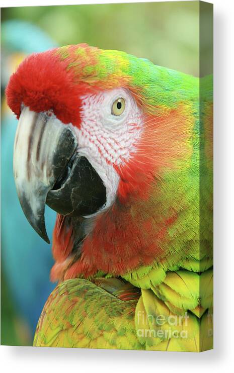 Aloha Canvas Print featuring the photograph A Thing of Beauty is a Joy Forever by Sharon Mau
