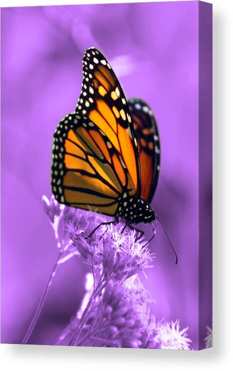 Monarch Butterfly Canvas Print featuring the photograph A Touch of Summer by Cathy Beharriell