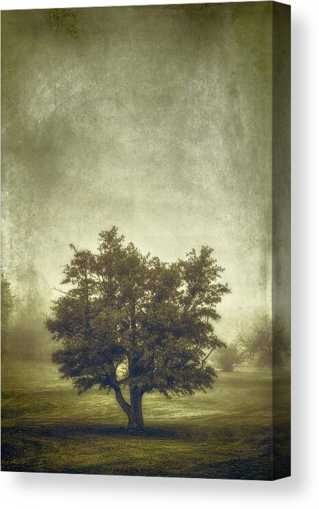 Tree Canvas Print featuring the photograph A Tree in the Fog 2 by Scott Norris