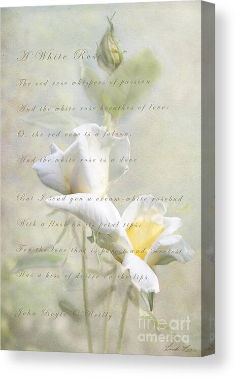 Rose Canvas Print featuring the photograph A White Rose by Linda Lees