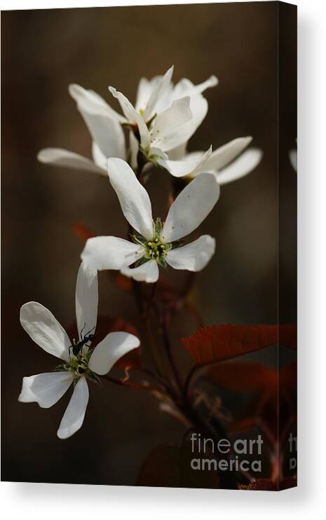 Ant Canvas Print featuring the photograph Above The Coppery-Red by Linda Shafer