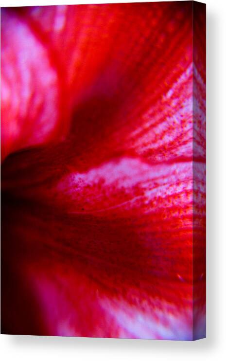 Flower Canvas Print featuring the photograph Abstract Lily by Kim Lagerhem