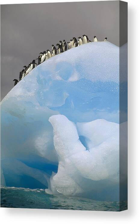 Feb0514 Canvas Print featuring the photograph Adelie Penguins Iceberg Antarctica by Tui De Roy