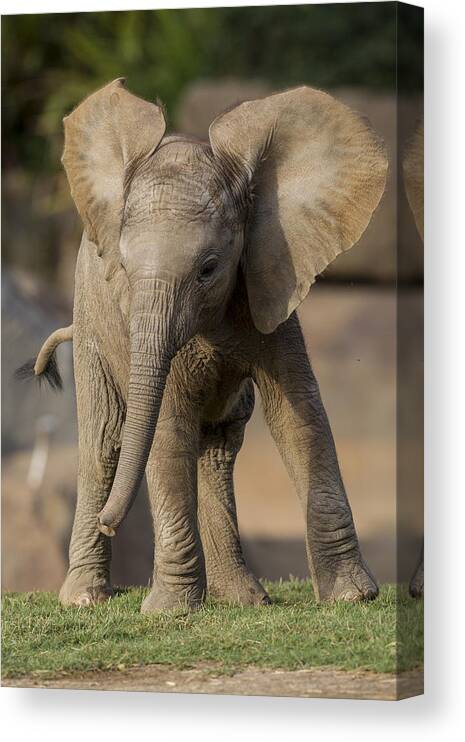 Feb0514 Canvas Print featuring the photograph African Elephant Calf Displaying by San Diego Zoo