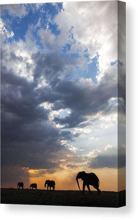 Vincent Grafhorst Canvas Print featuring the photograph African Elephants At Sunset Botswana by Vincent Grafhorst