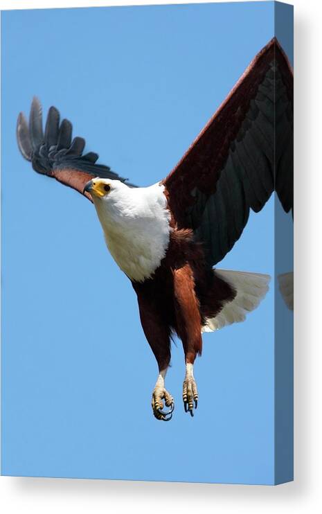 African Fish Eagle Canvas Print featuring the photograph African Fish Eagle In Flight by Steve Allen/science Photo Library