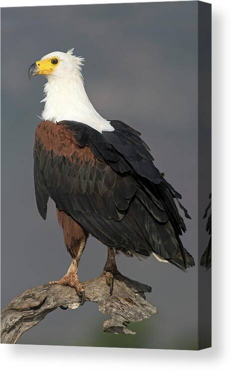 Africa Canvas Print featuring the photograph African Fish Eagle by Tony Camacho