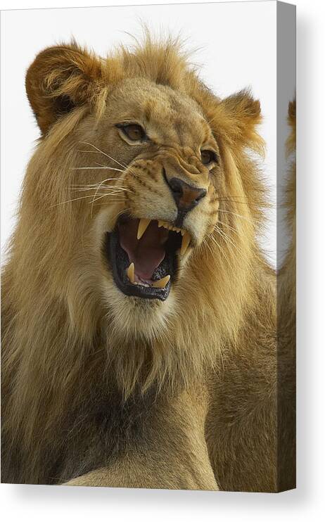 Feb0514 Canvas Print featuring the photograph African Lion Male Growling by San Diego Zoo