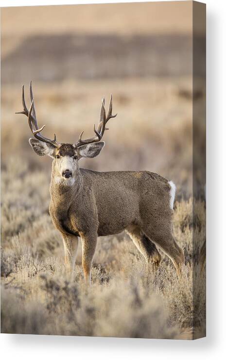Mule Canvas Print featuring the photograph Afternoon Buck by D Robert Franz