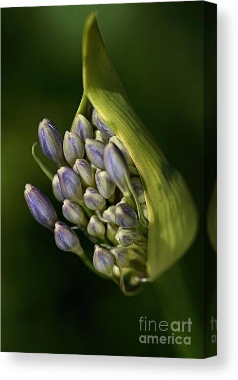 Lily Of The Nile Canvas Print featuring the photograph Agapanthus by Joy Watson