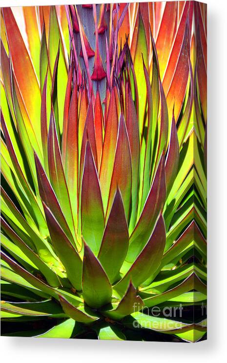 Agave Canvas Print featuring the photograph Agave Finale by Douglas Taylor