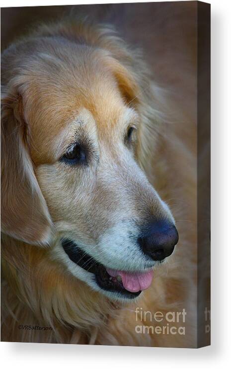 Golden Retriever Canvas Print featuring the photograph Aging Gracefully by Veronica Batterson