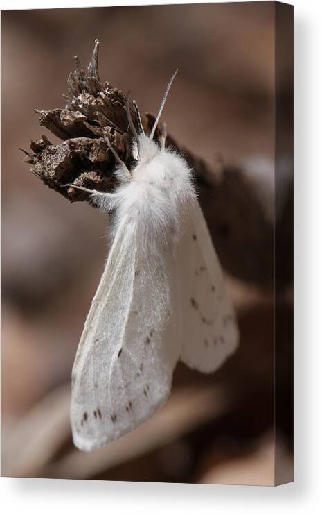 Agreeable Tiger Moth Canvas Print featuring the photograph Agreeable Tiger Moth by Daniel Reed