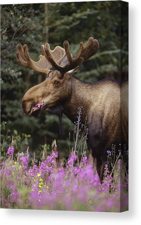 Feb0514 Canvas Print featuring the photograph Alaska Moose Feeding On Fireweed Alaska by Michael Quinton