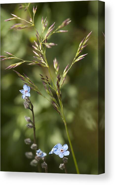 Alaska Canvas Print featuring the photograph Alaskan Forget-Me-Nots by Richard Smith