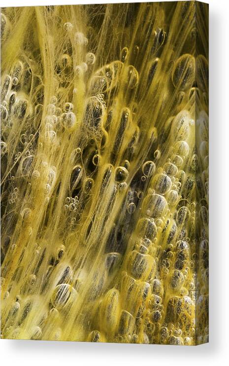 Water Canvas Print featuring the photograph Algae Bubbles in Creek by Steven Schwartzman