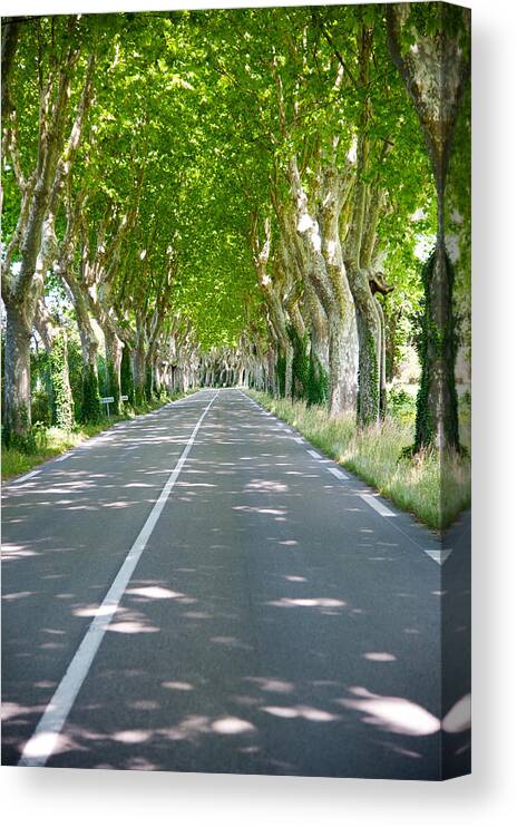 Photography Canvas Print featuring the photograph Allee Of Trees, St.-remy-de-provence by Panoramic Images