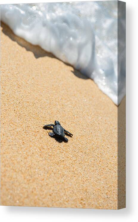 Beach Canvas Print featuring the photograph Almost Home by Sebastian Musial