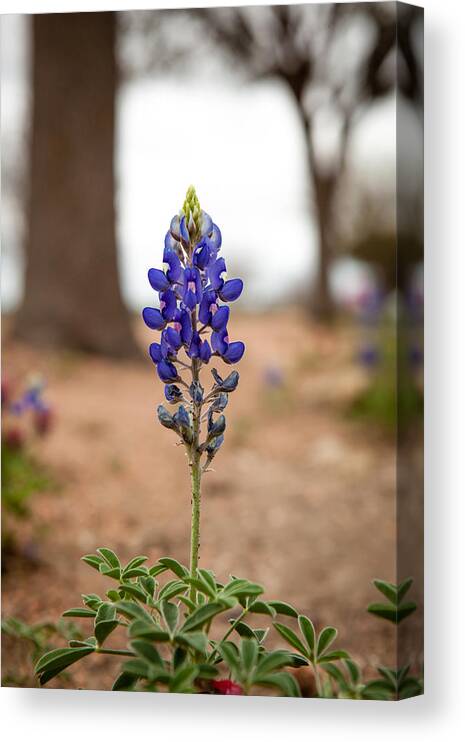 Bluebonnet Canvas Print featuring the photograph Alone in the Woods by Melinda Ledsome