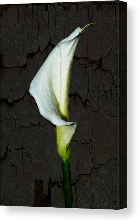 Lily Canvas Print featuring the photograph Alone...... by Les Boucher