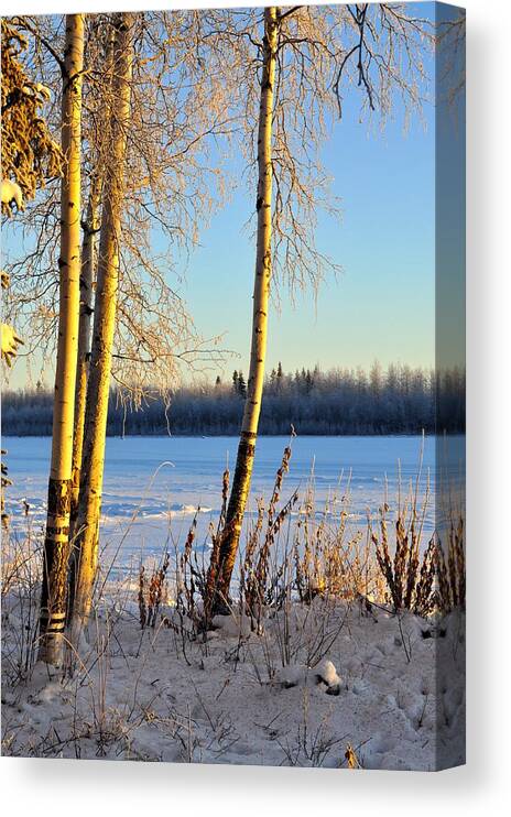 Landscape Canvas Print featuring the photograph Along the Chena River by Cathy Mahnke