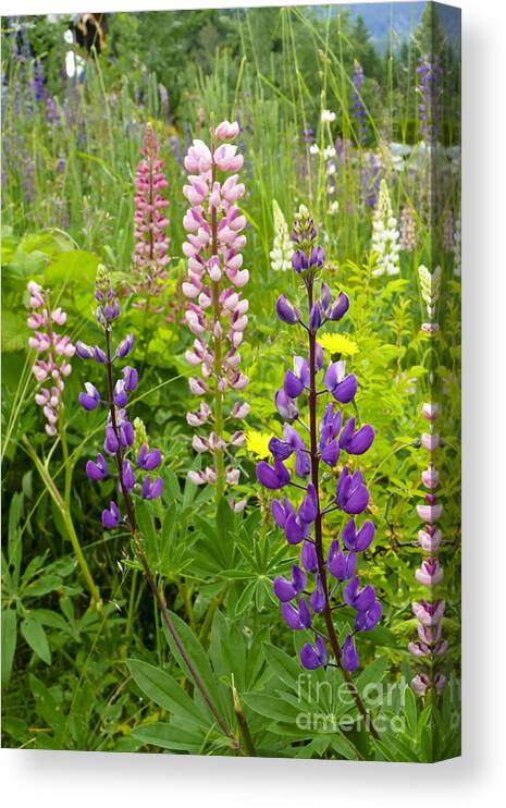 Lupin Canvas Print featuring the photograph Alpine Lupines by Maria Janicki