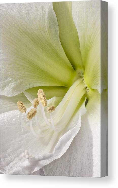 3scape Photos Canvas Print featuring the photograph Amaryllis by Adam Romanowicz
