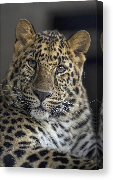 Feb0514 Canvas Print featuring the photograph Amur Leopard Sub-adult by San Diego Zoo