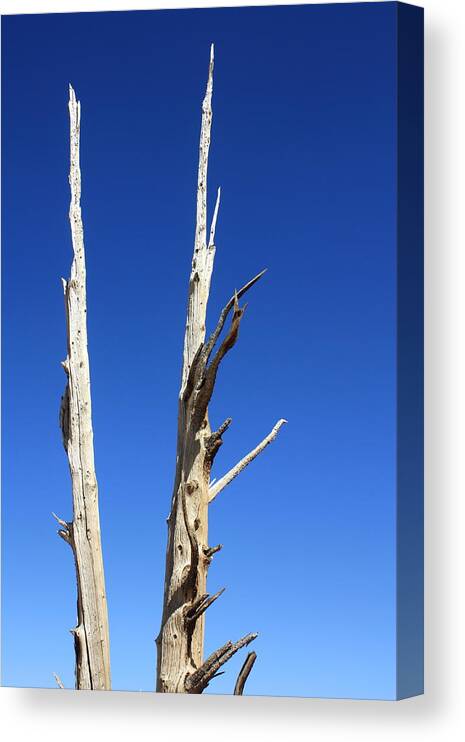 Ancient Canvas Print featuring the photograph Ancient Wood by Daniel Schubarth