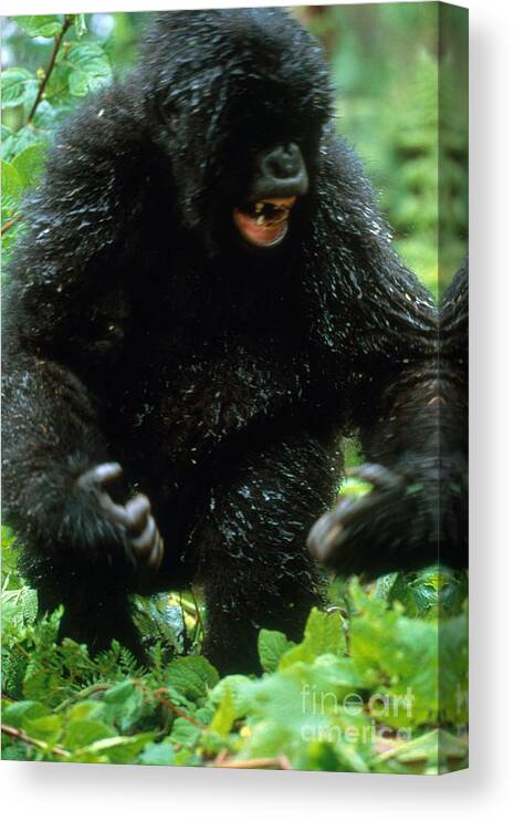 Mountain Gorilla Canvas Print featuring the photograph Angry Mountain Gorilla by Art Wolfe