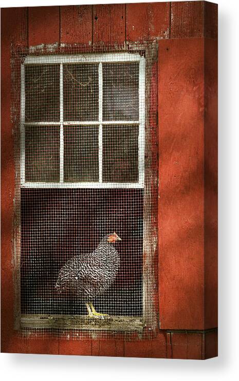 Chick Canvas Print featuring the photograph Animal - Bird - Chicken in a window by Mike Savad