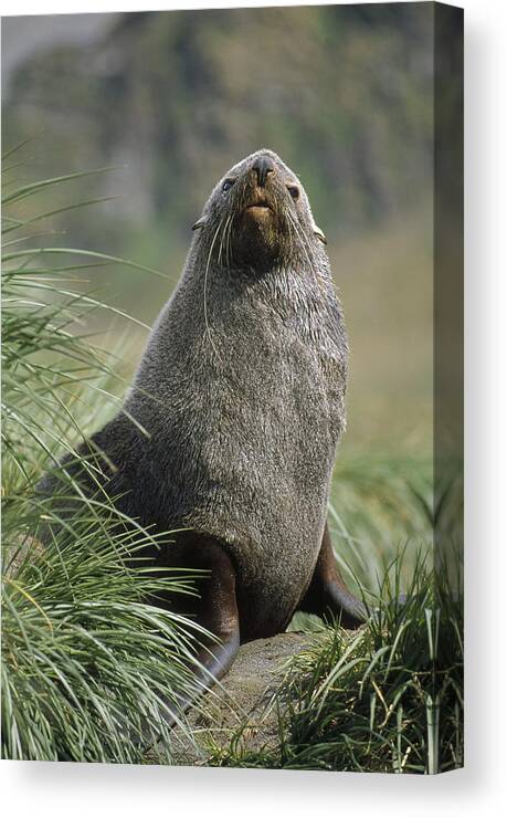 Feb0514 Canvas Print featuring the photograph Antarctic Fur Seal Bull In Tussock by Tui De Roy