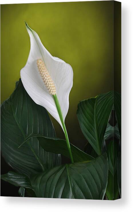 Anthurium Plant Photograph Canvas Print featuring the photograph Anthurium by Bob Coates