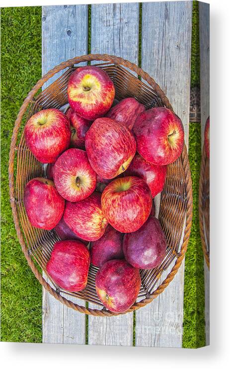 Basket Canvas Print featuring the photograph Apples aplenty by Antony McAulay