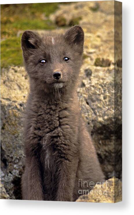 North America Canvas Print featuring the photograph Arctic Fox Pup Alaska Wildlife by Dave Welling