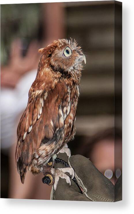 Screech Owl Canvas Print featuring the photograph Are You My Mother by John Haldane